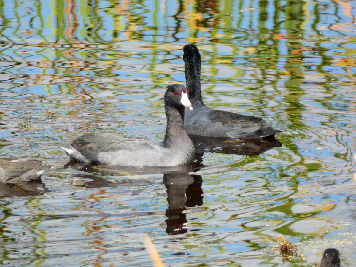 Лиска американська - ML645177842