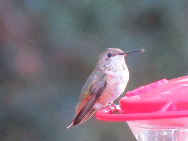 kalypta rezavolesklá/Allenova - ML645177845