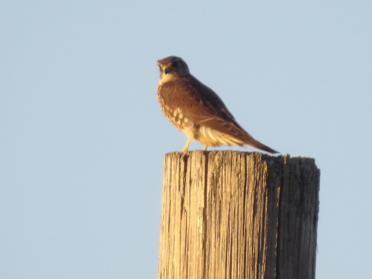 Merlin - ML645177846