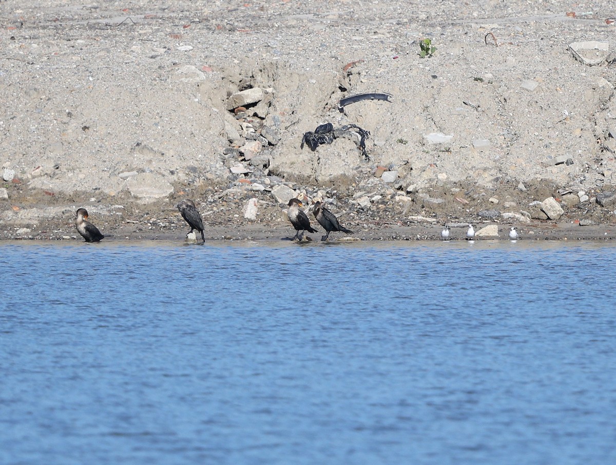 Forster's Tern - ML645177847