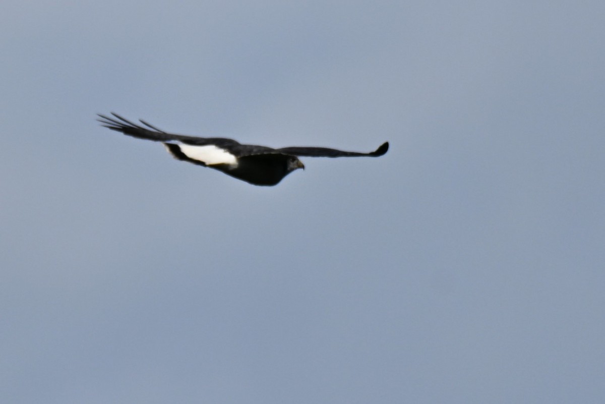 Катарта чорна - ML645177850