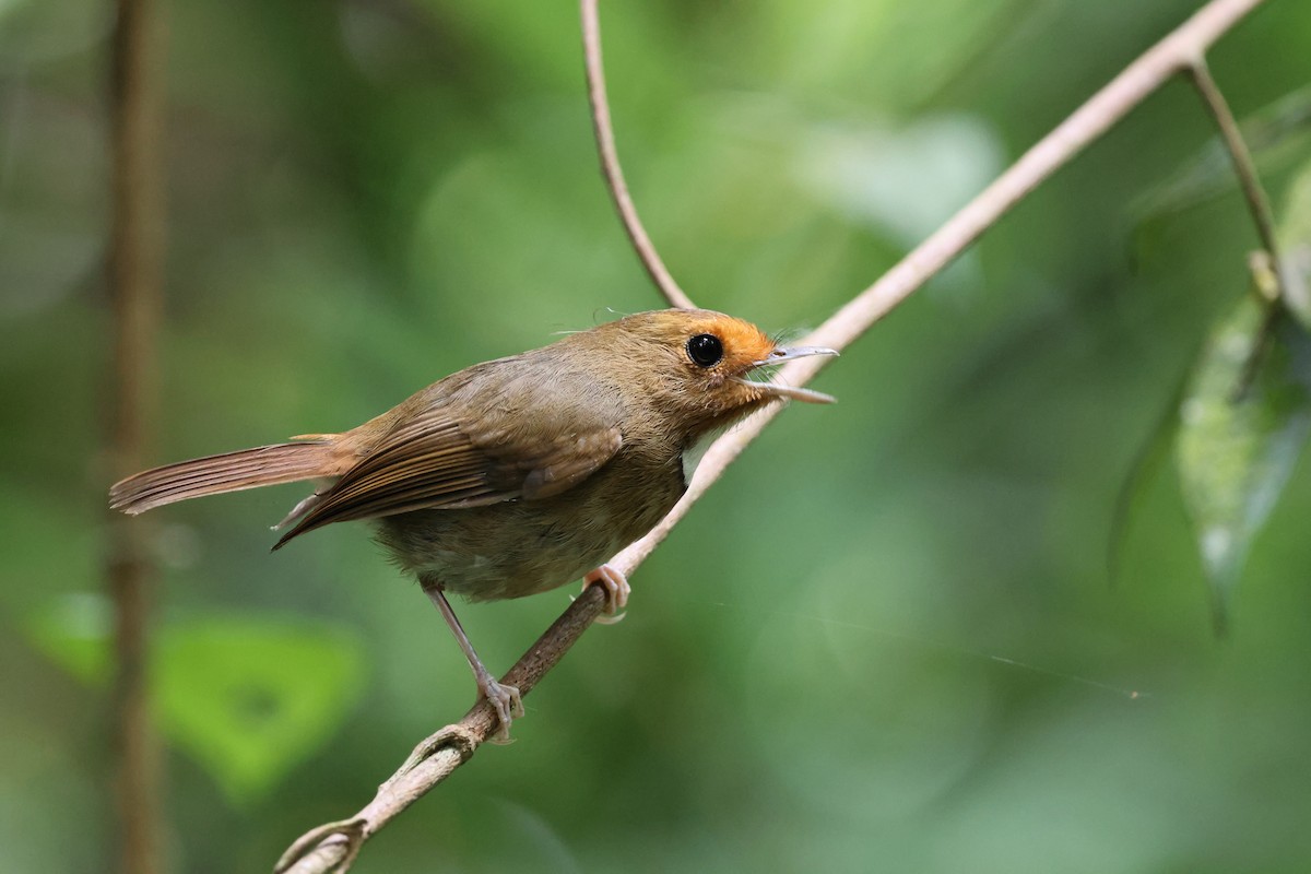 Rufous-browed Flycatcher - ML645177851