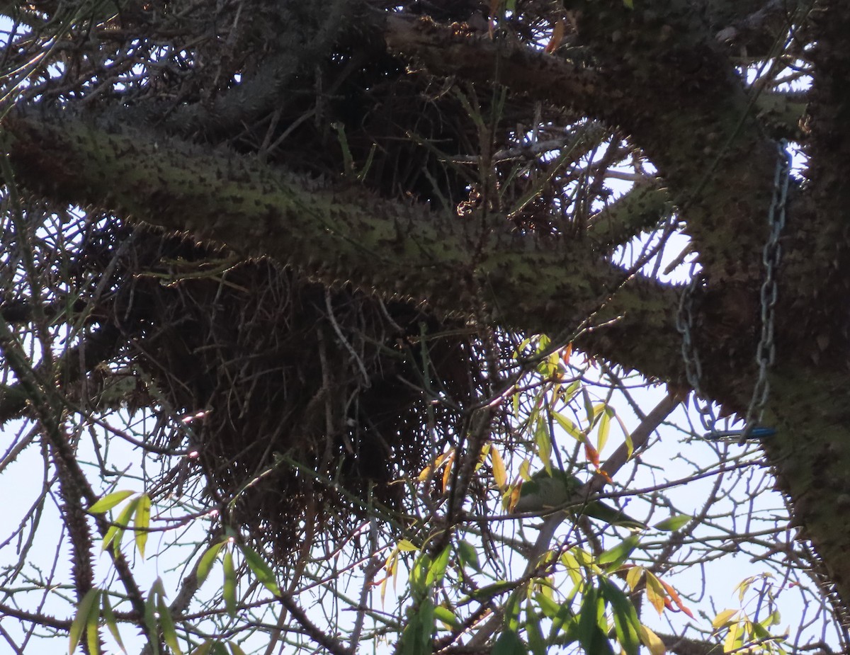 Калита сіроволий - ML645177877