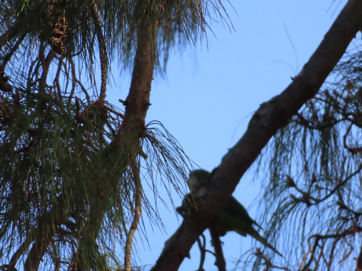 Калита сіроволий - ML645177879