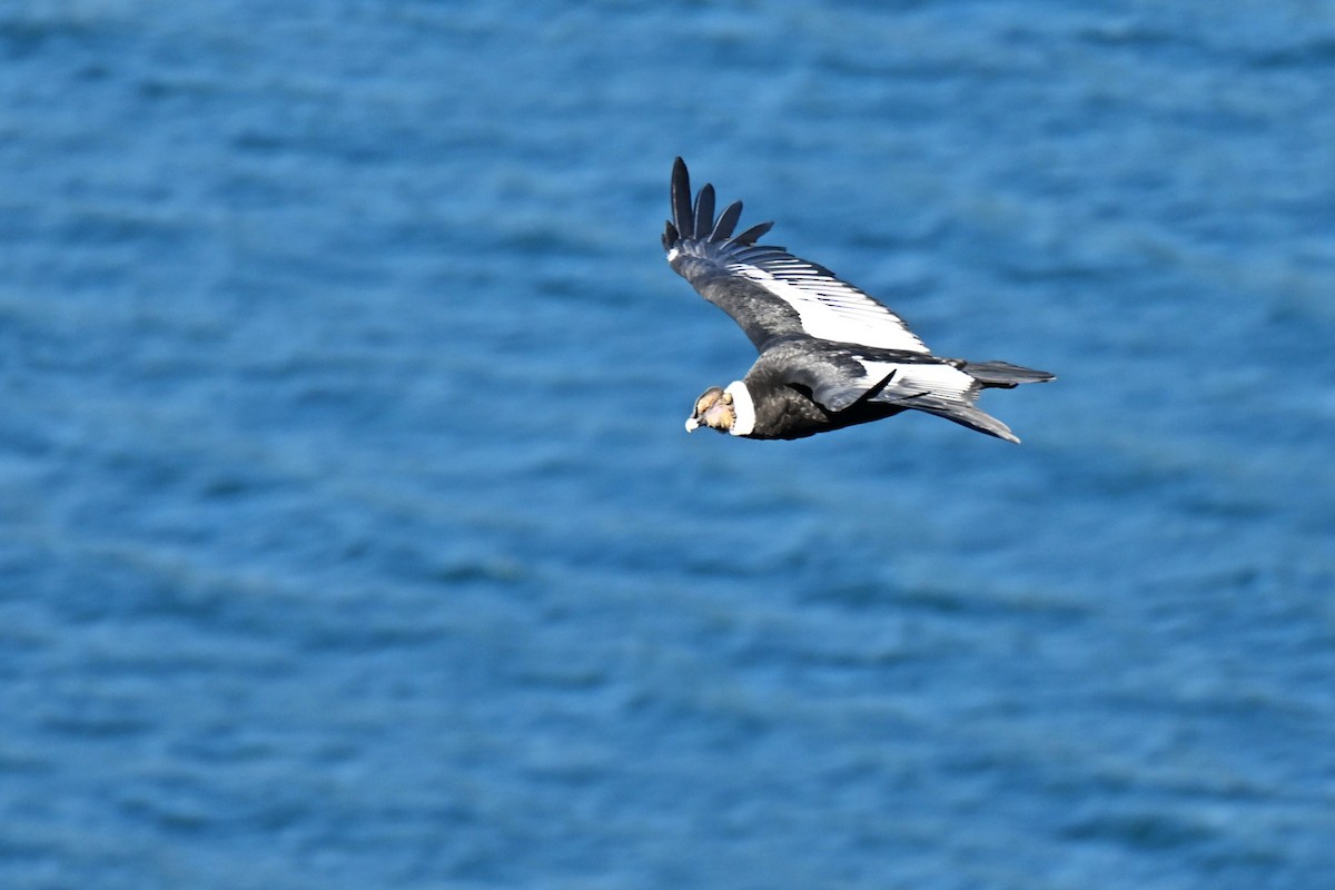 コンドル - ML645177895