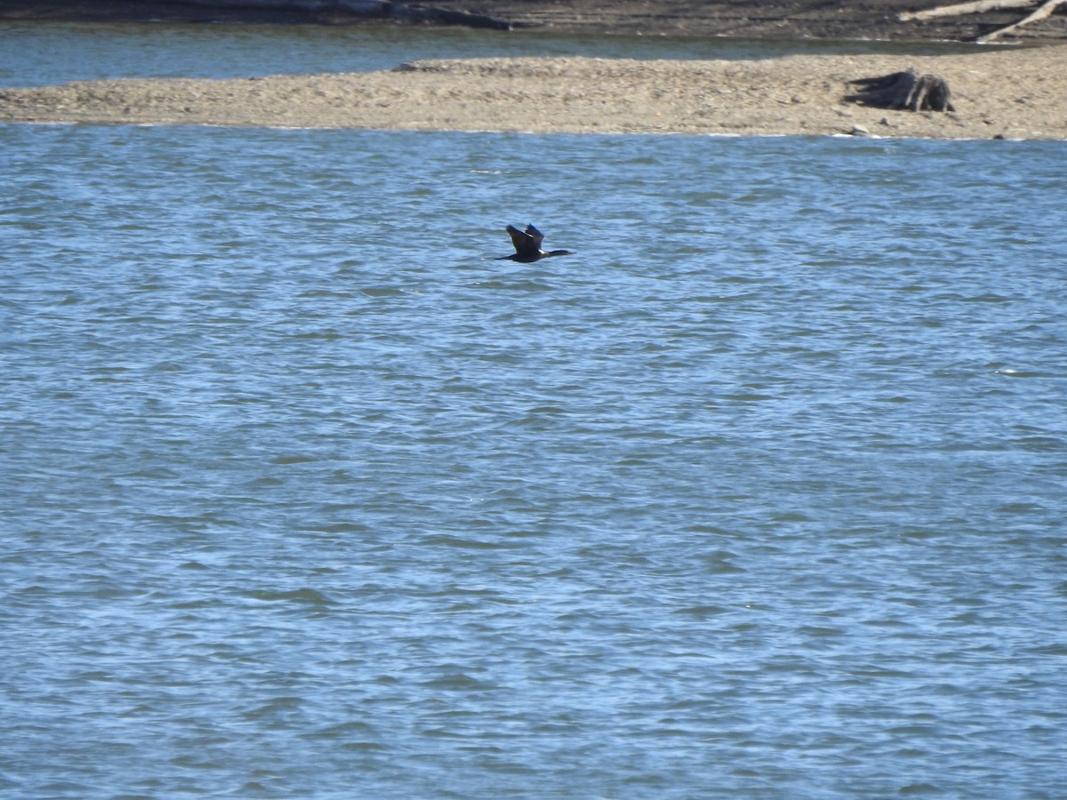 totoppskarv - ML645177904