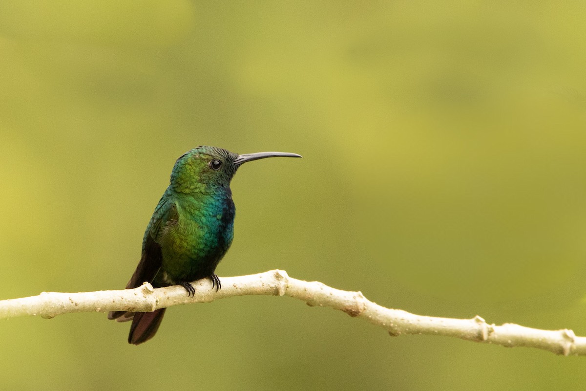 Green-breasted Mango - ML645177922