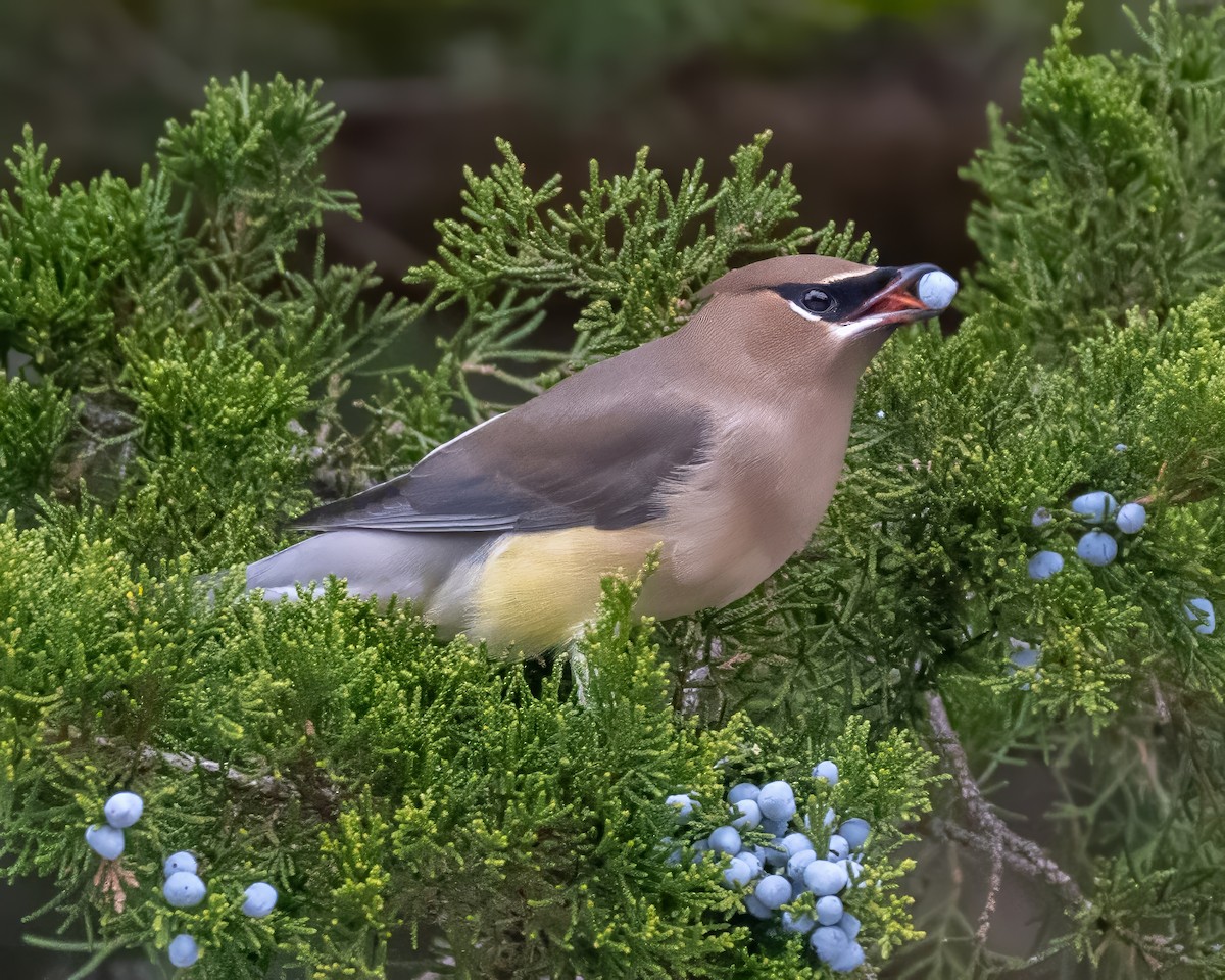 Cedar Waxwing - ML645177930