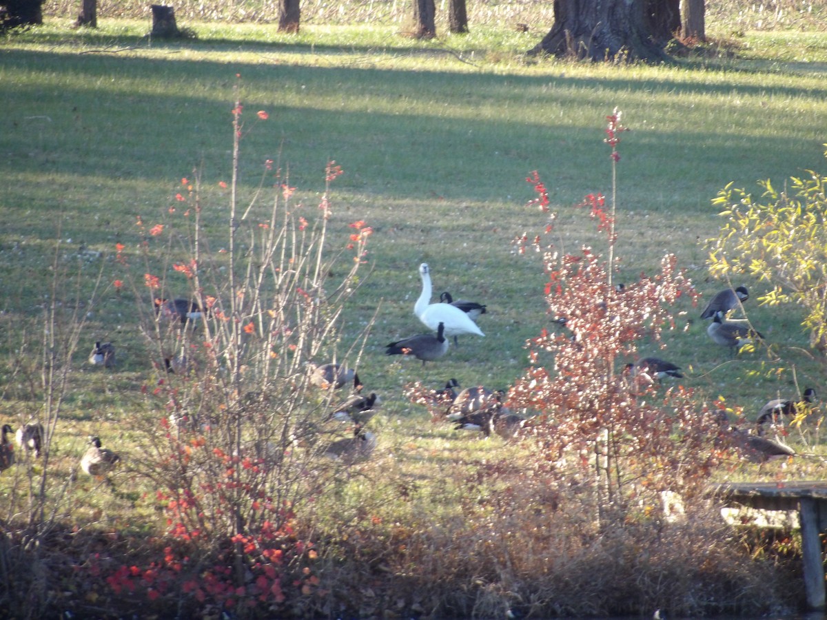 Tundra Swan - ML645177932
