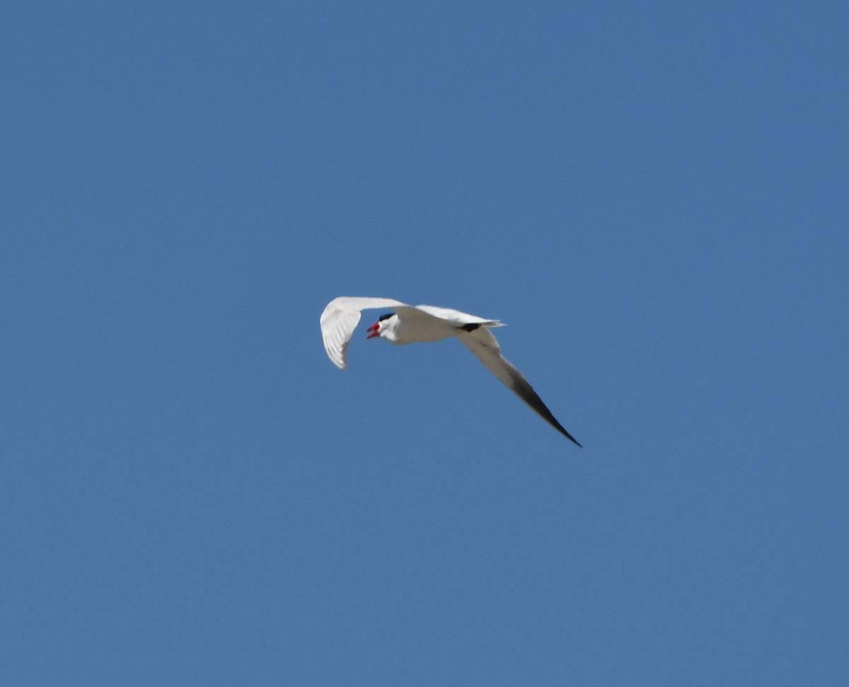 Hazar Sumrusu - ML645177954