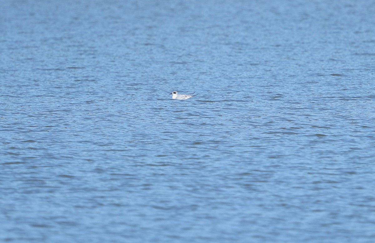 Forster's Tern - ML645177961