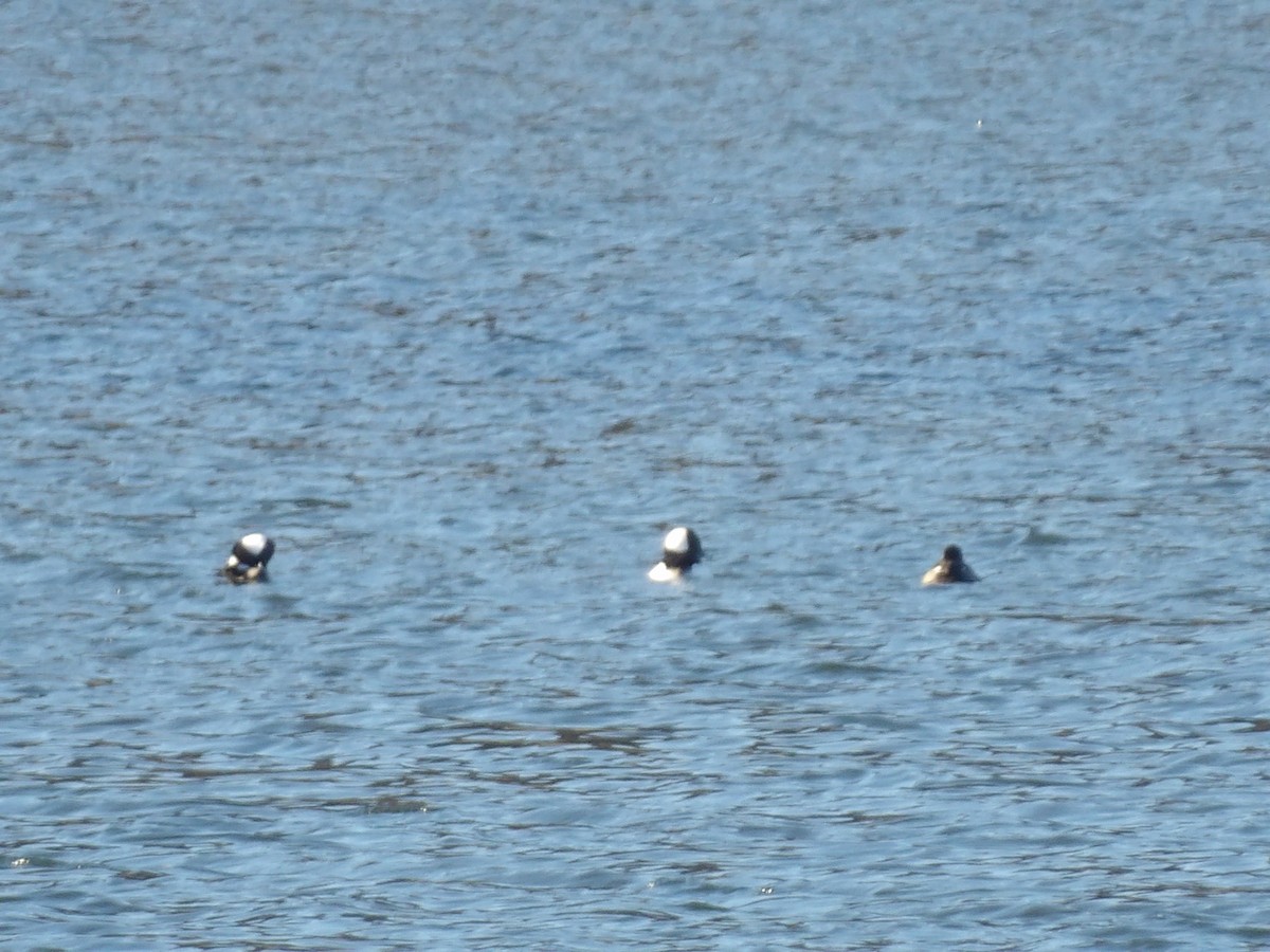 Bufflehead - ML645177972