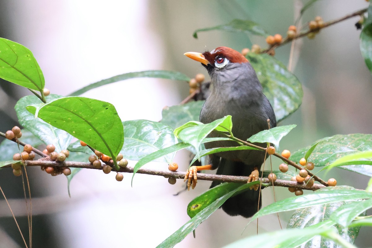 Garrulaxe mitré - ML645177981