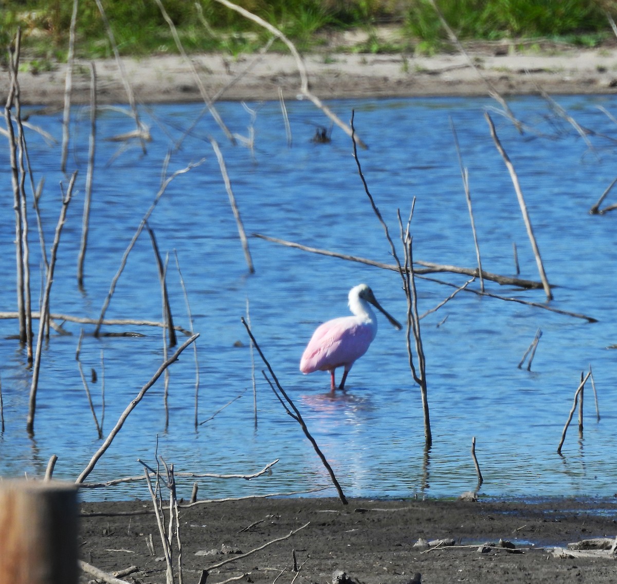 Espátula Rosada - ML645177986