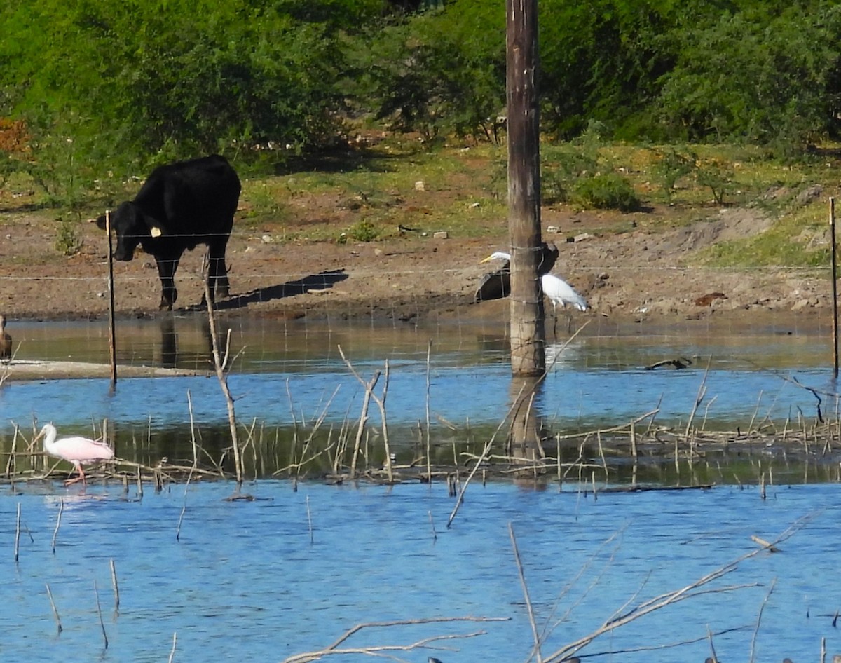 Espátula Rosada - ML645177987