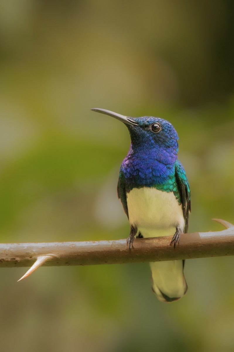 White-necked Jacobin - ML645177998