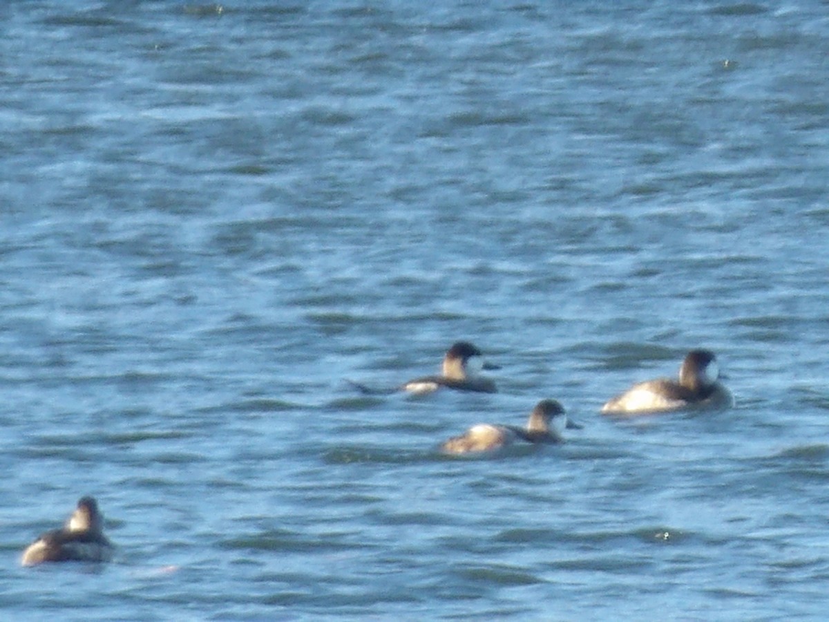 Савка американська - ML645178015