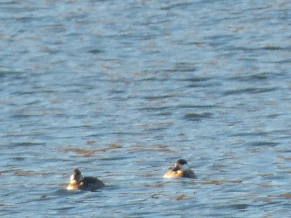 Савка американська - ML645178016