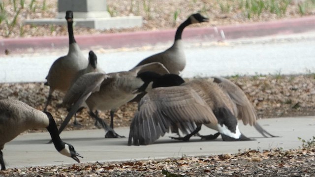 Canada Goose - ML645178043