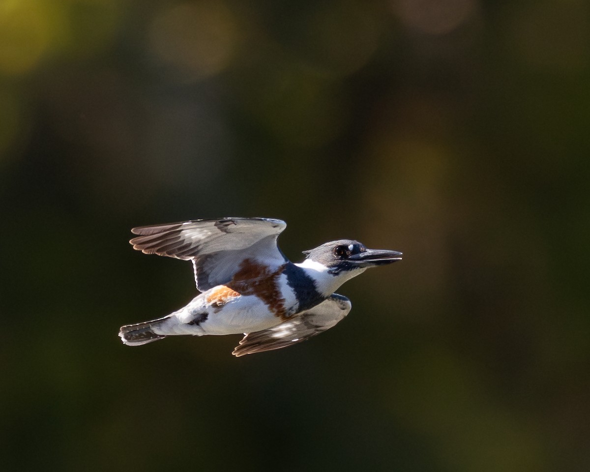 Опоясанный зимородок - ML645178050