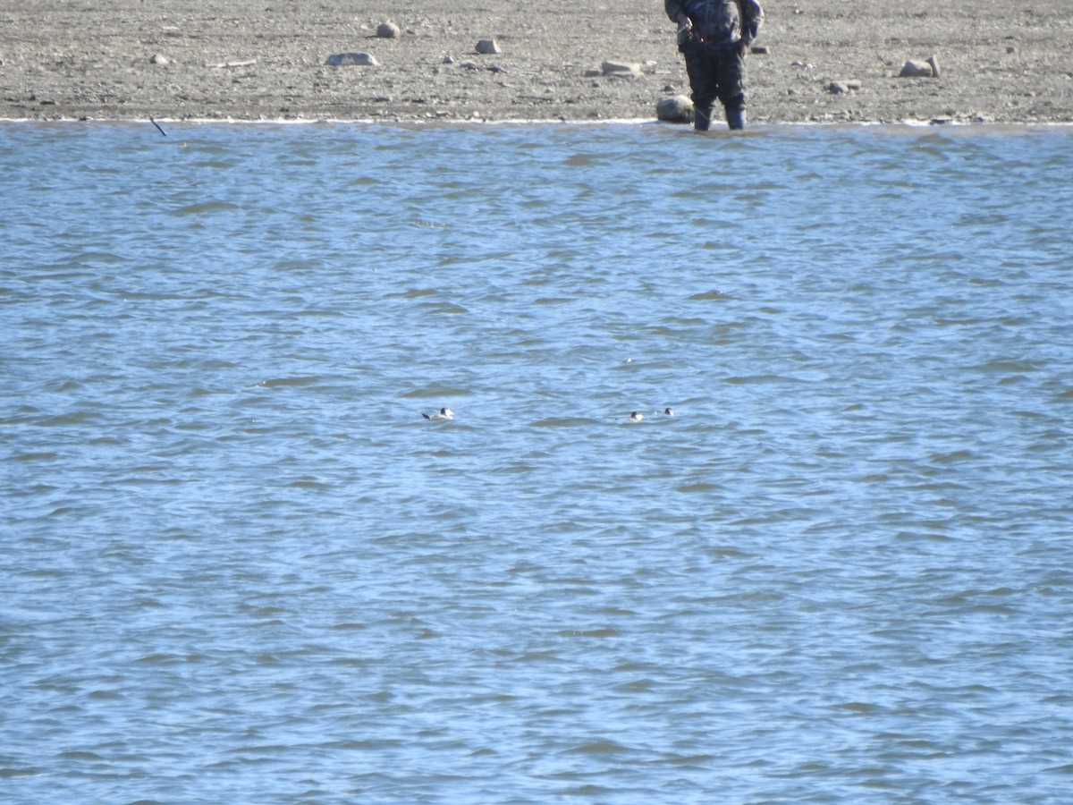 Савка американська - ML645178055