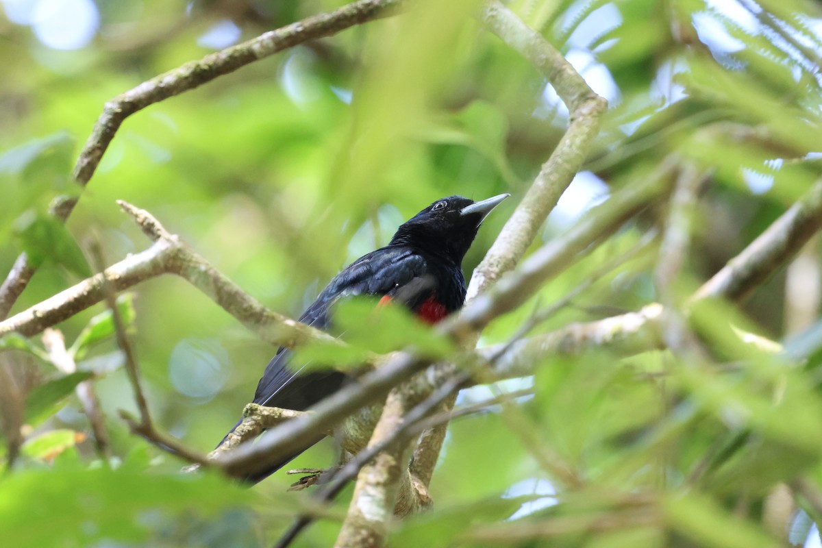 Black-and-crimson Oriole - ML645178057