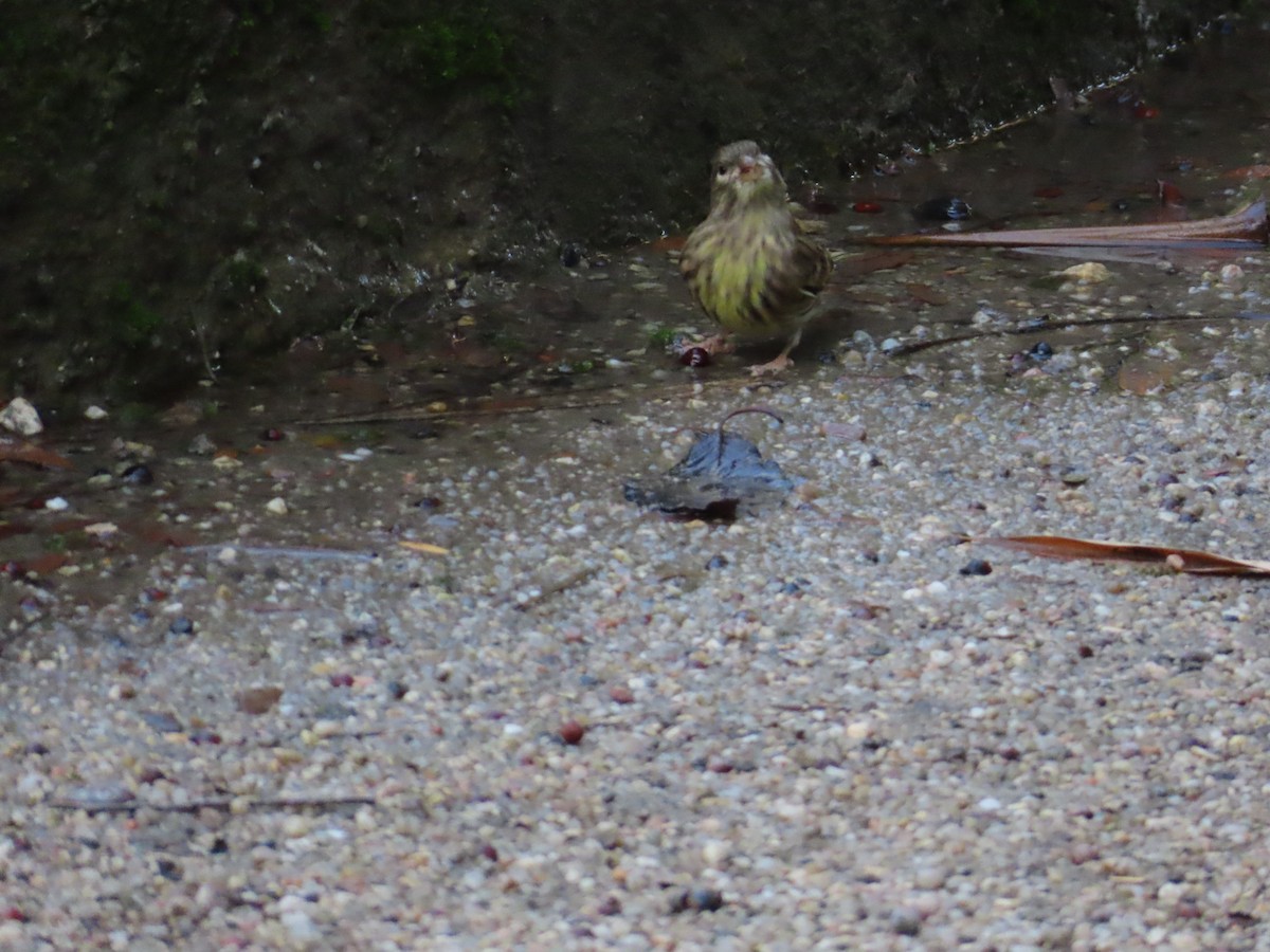 European Serin - ML645178064