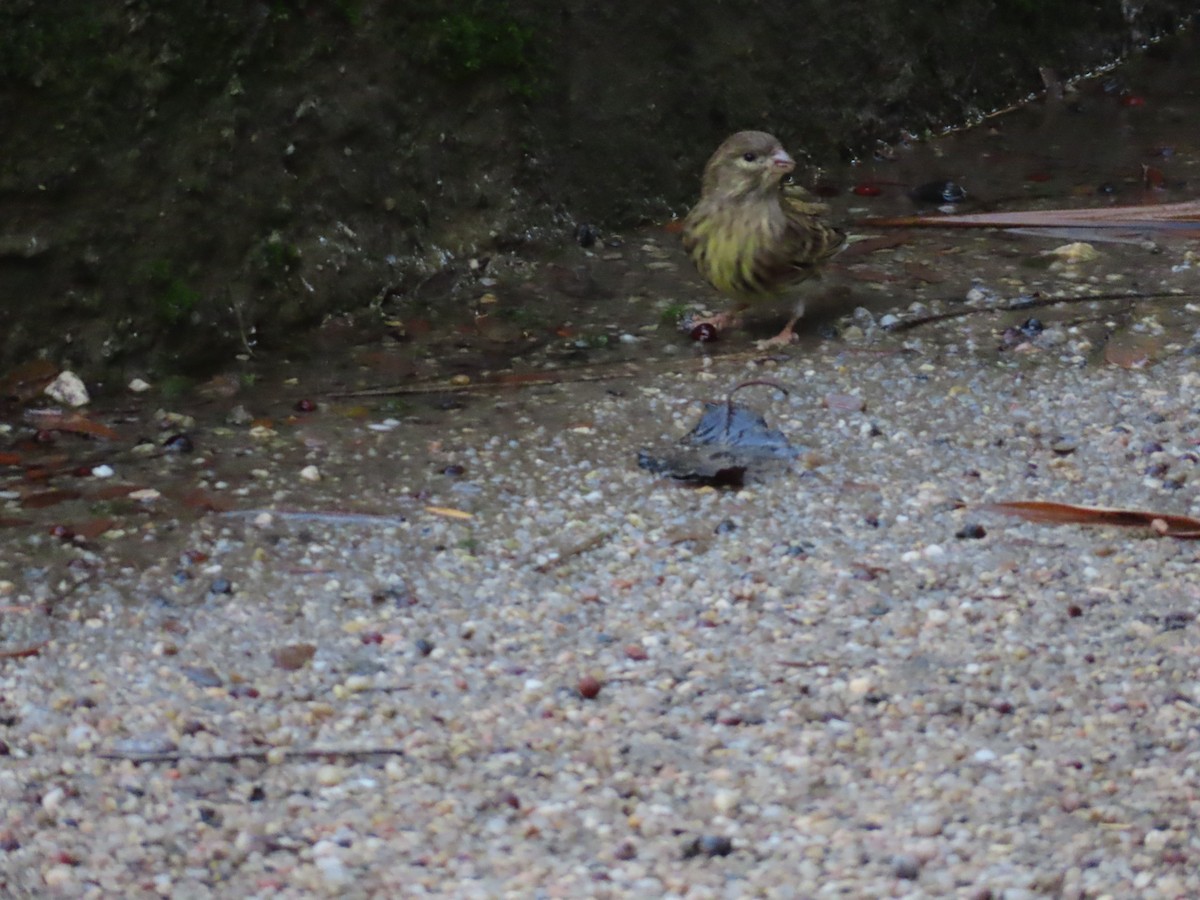 European Serin - ML645178065