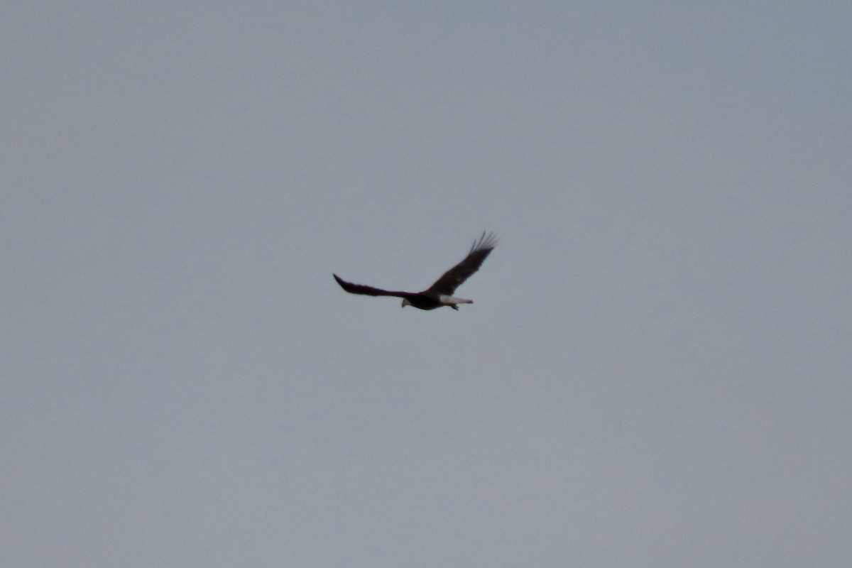 orel bělohlavý - ML645178067