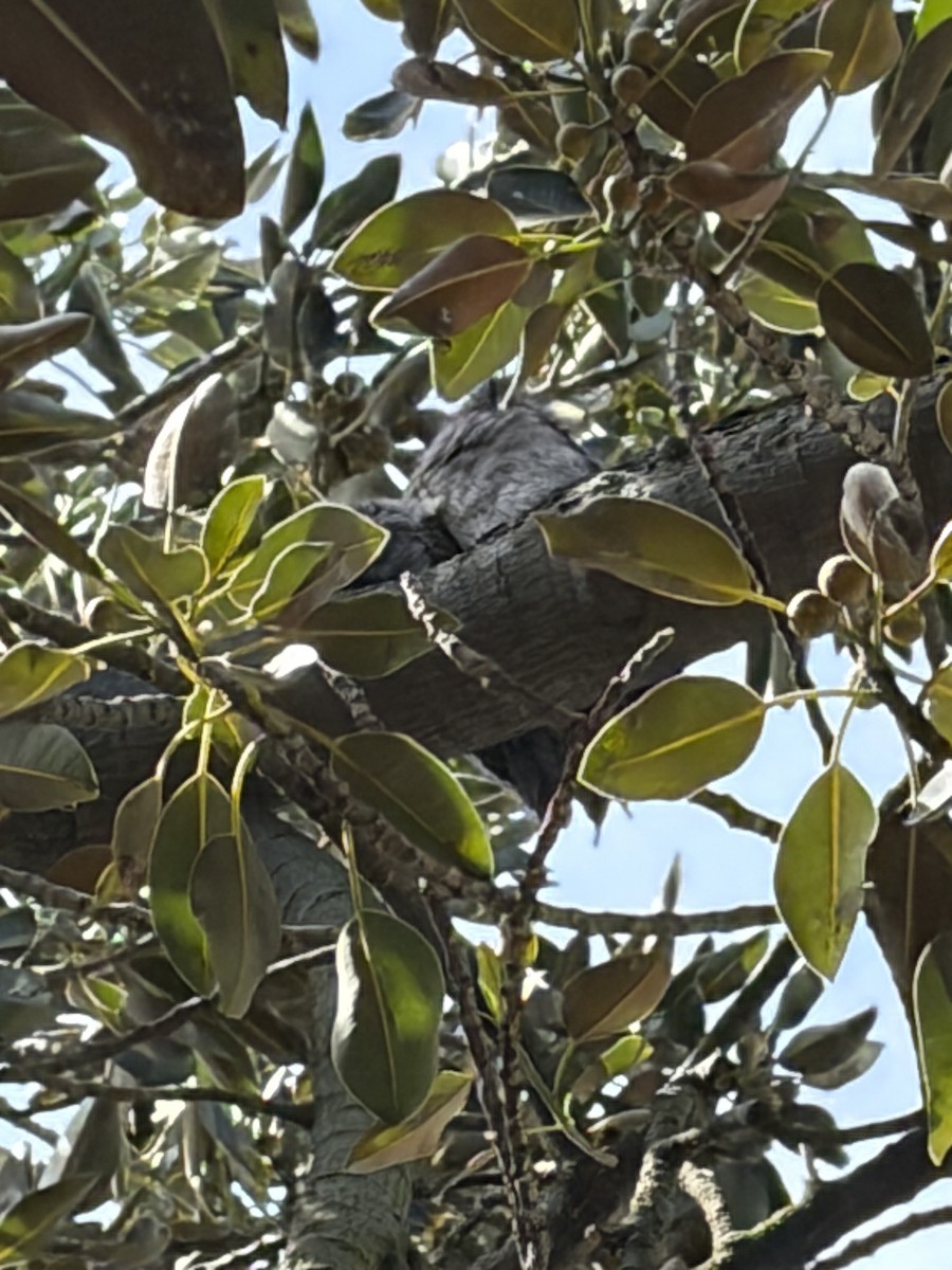 lelkoun soví - ML645178073