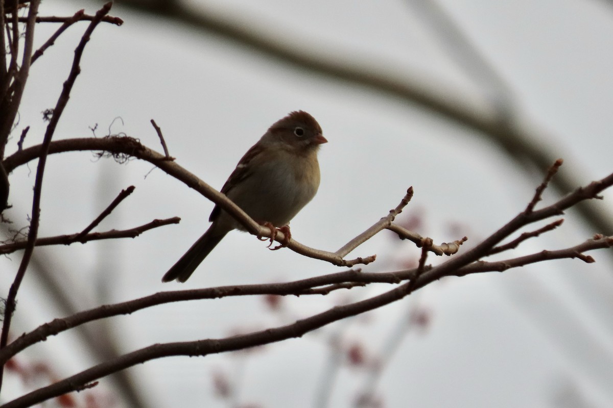 Field Sparrow - ML645178078