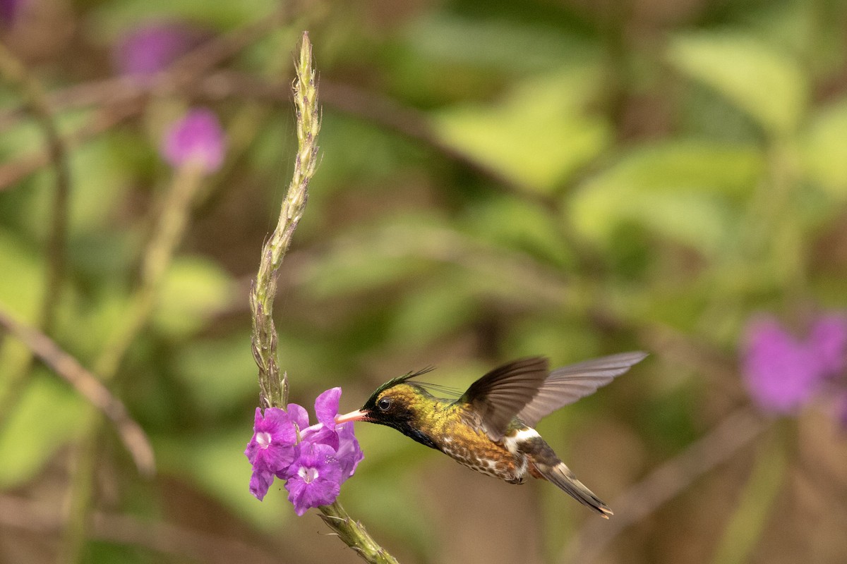 Black-crested Coquette - ML645178079
