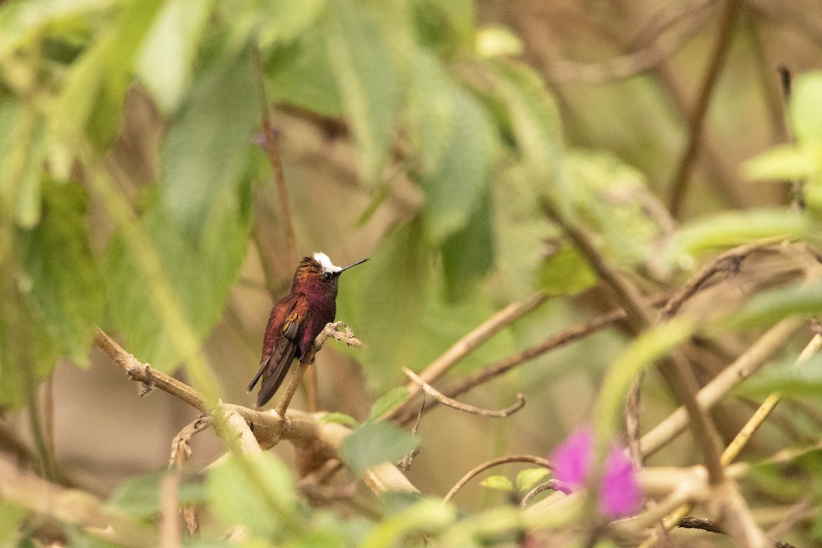 Snowcap - ML645178081