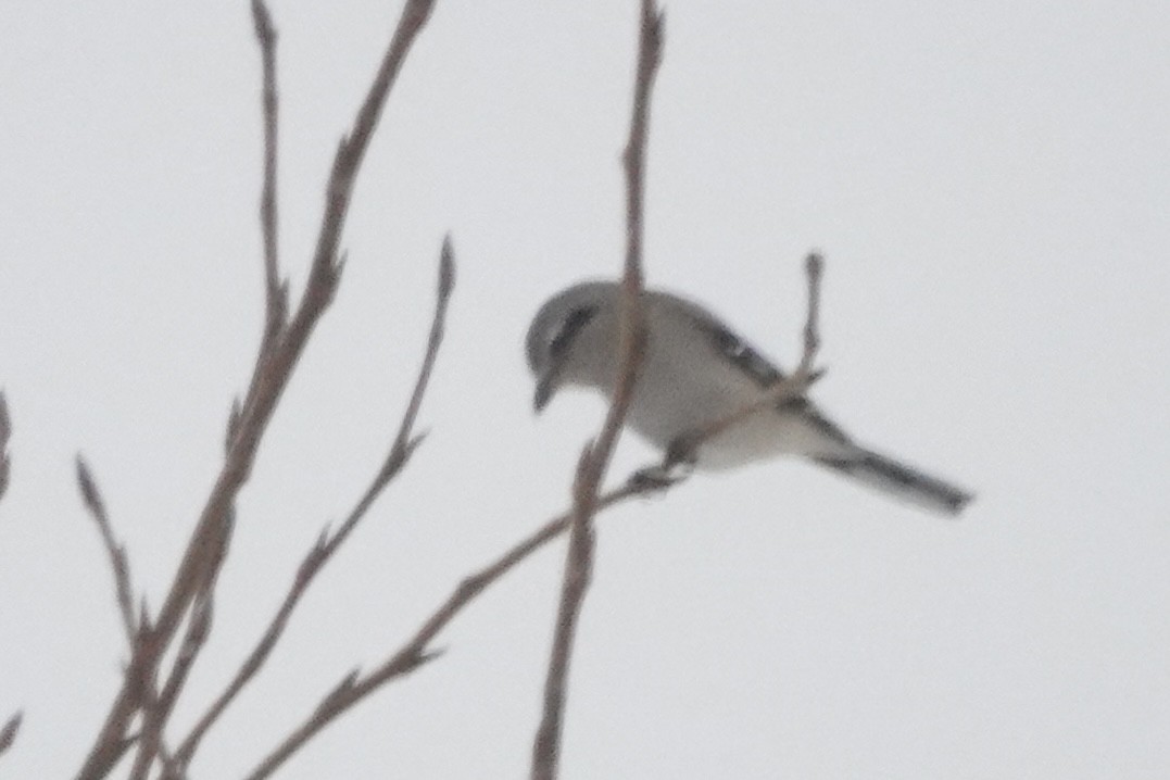 Northern Shrike - ML645178102