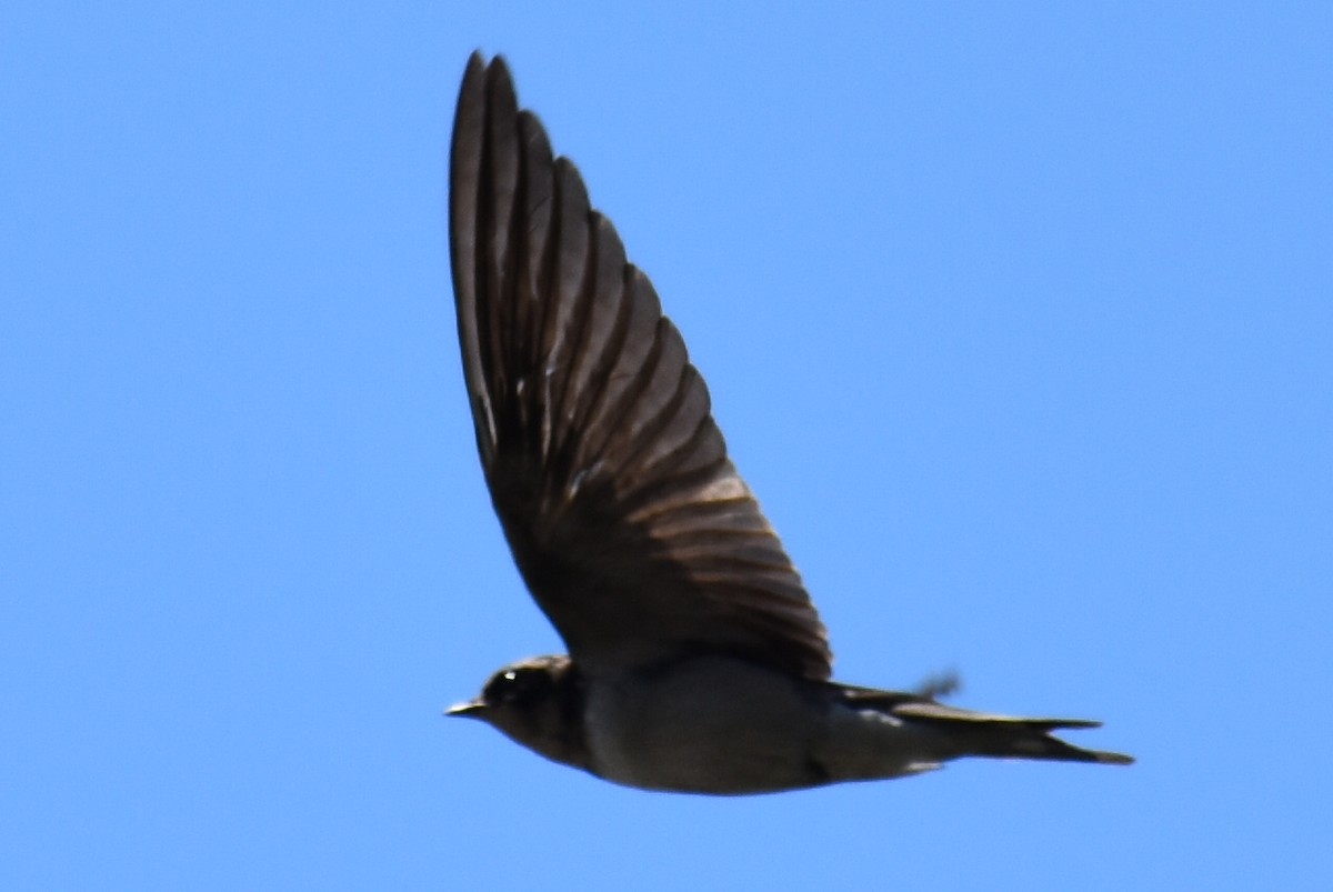 Northern Rough-winged Swallow - ML645178110