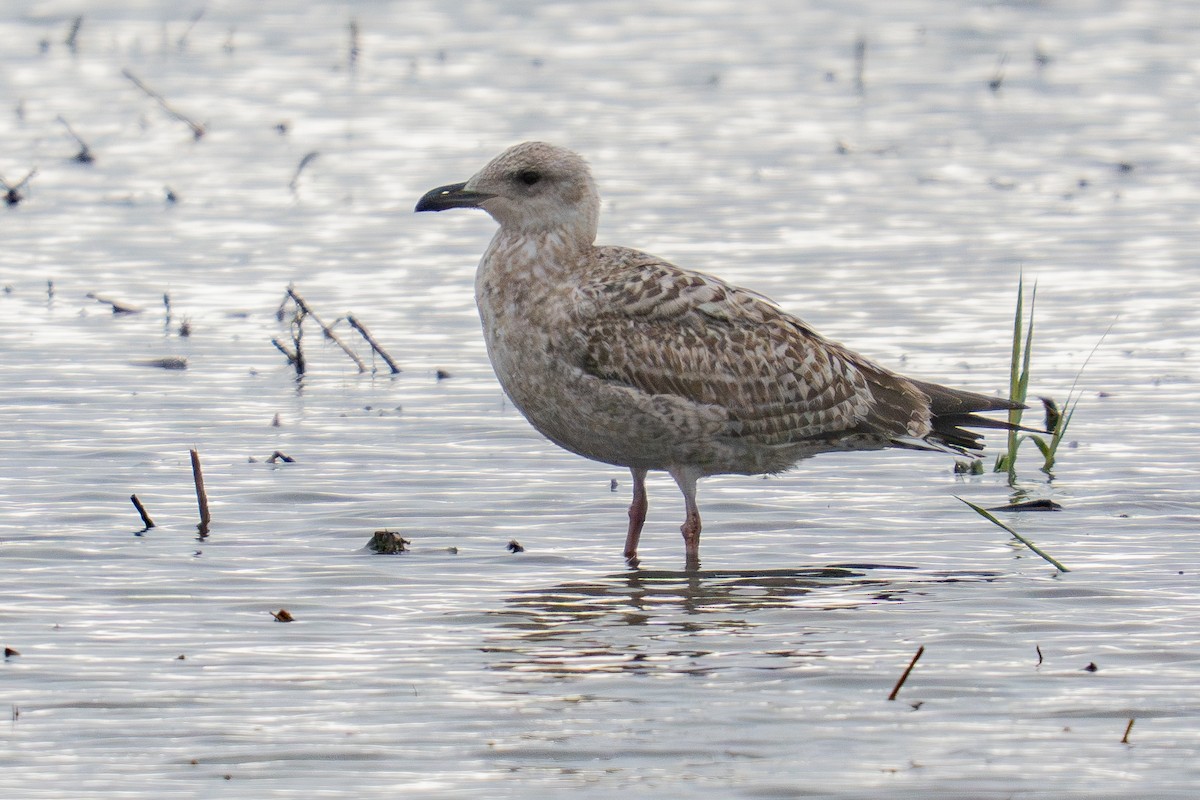 European Herring Gull - ML645178127