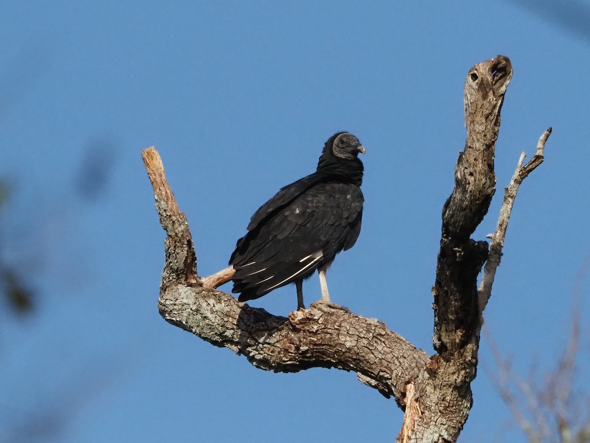 Катарта чорна - ML645178128