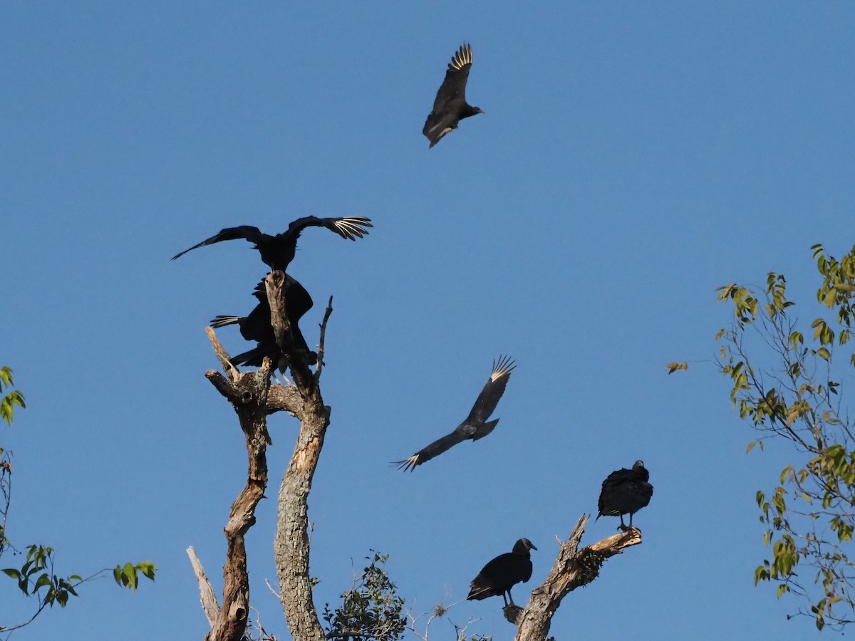 Катарта чорна - ML645178129