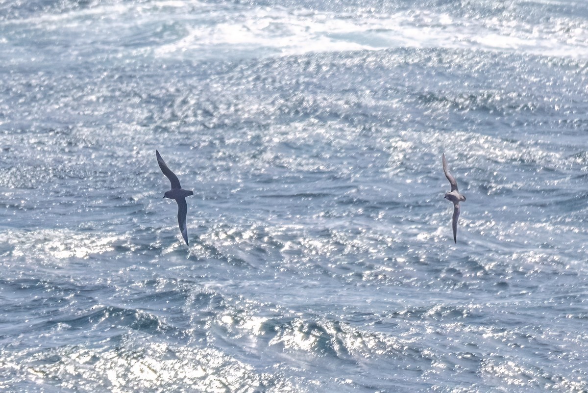 Murphysturmvogel - ML645178138