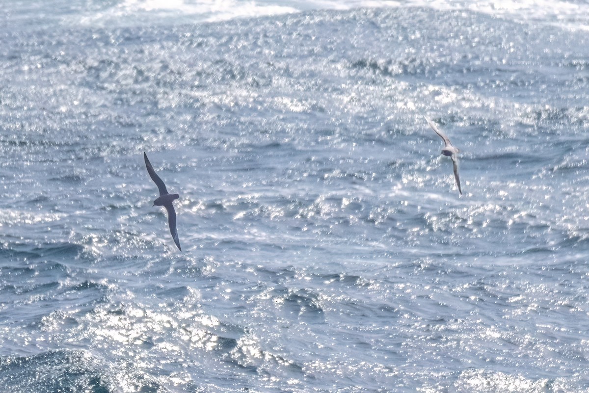 Murphysturmvogel - ML645178139