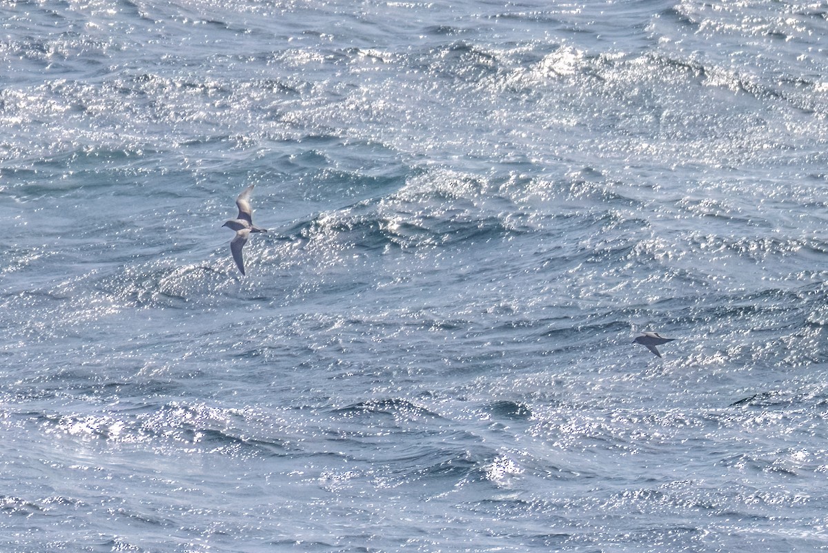 Murphysturmvogel - ML645178140