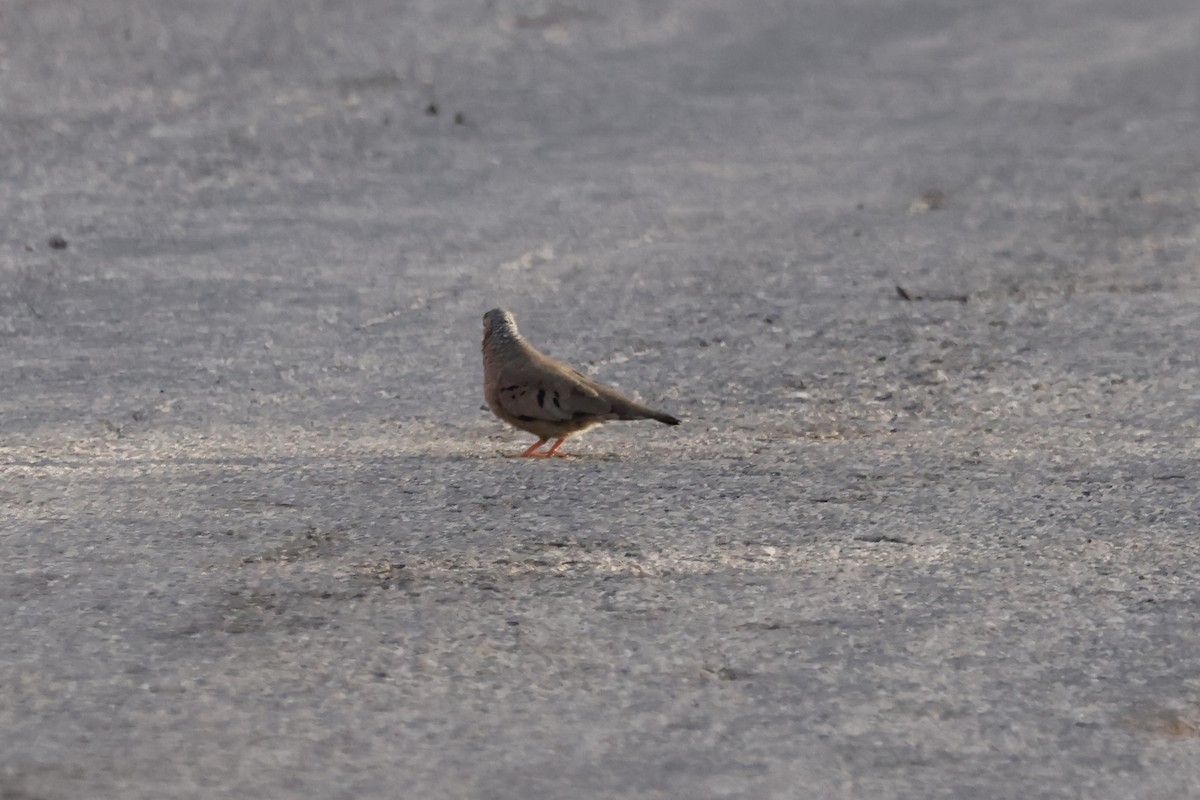 Common Ground Dove - ML645178148
