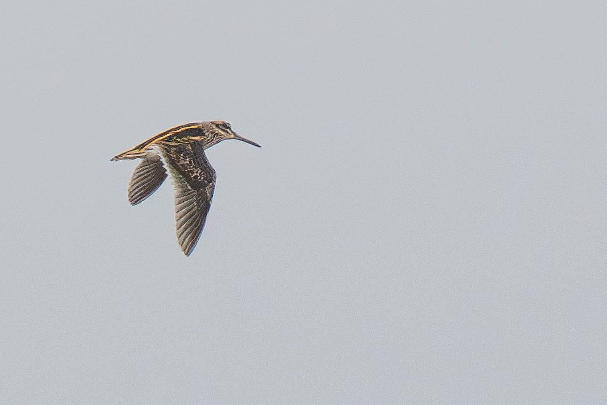 Jack Snipe - ML645178160