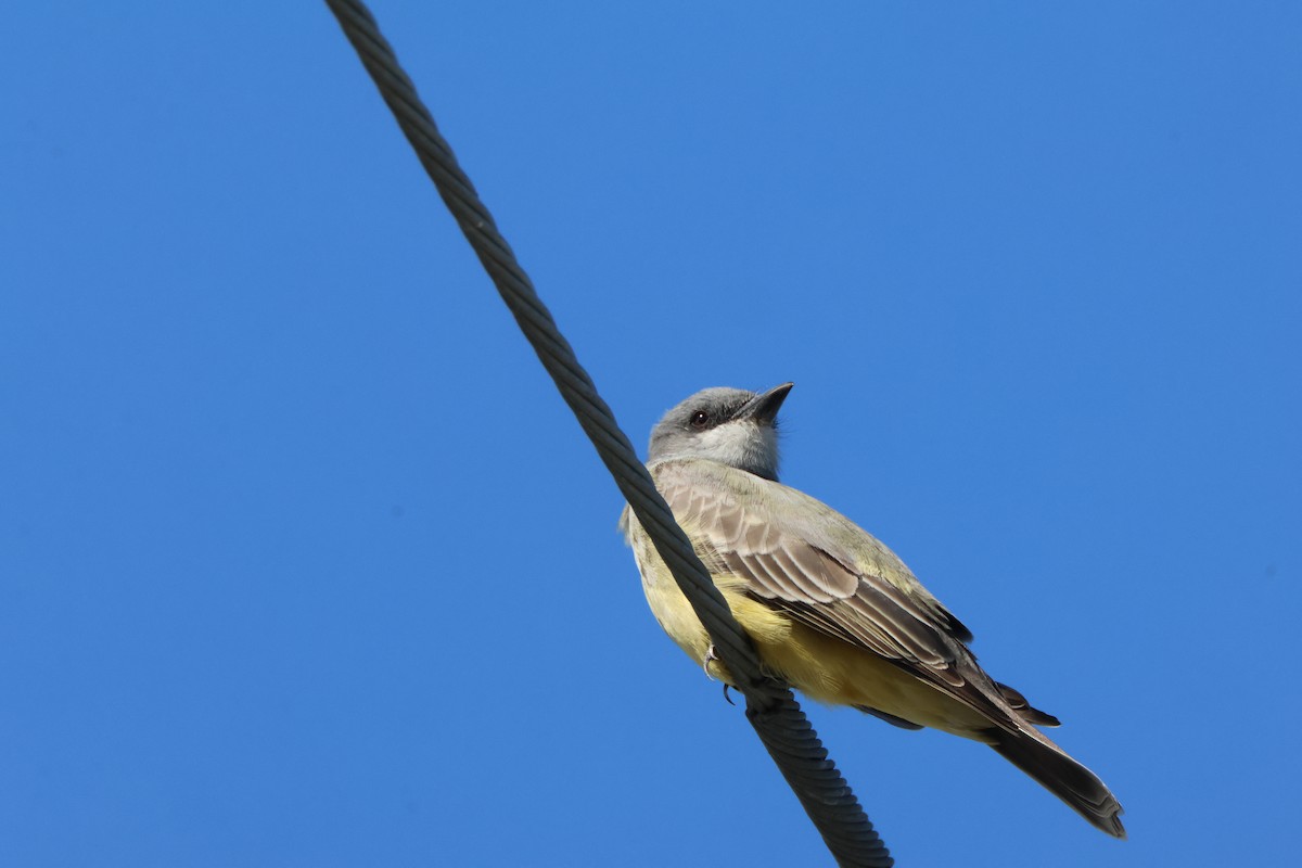 Cassin's Kingbird - ML645178161