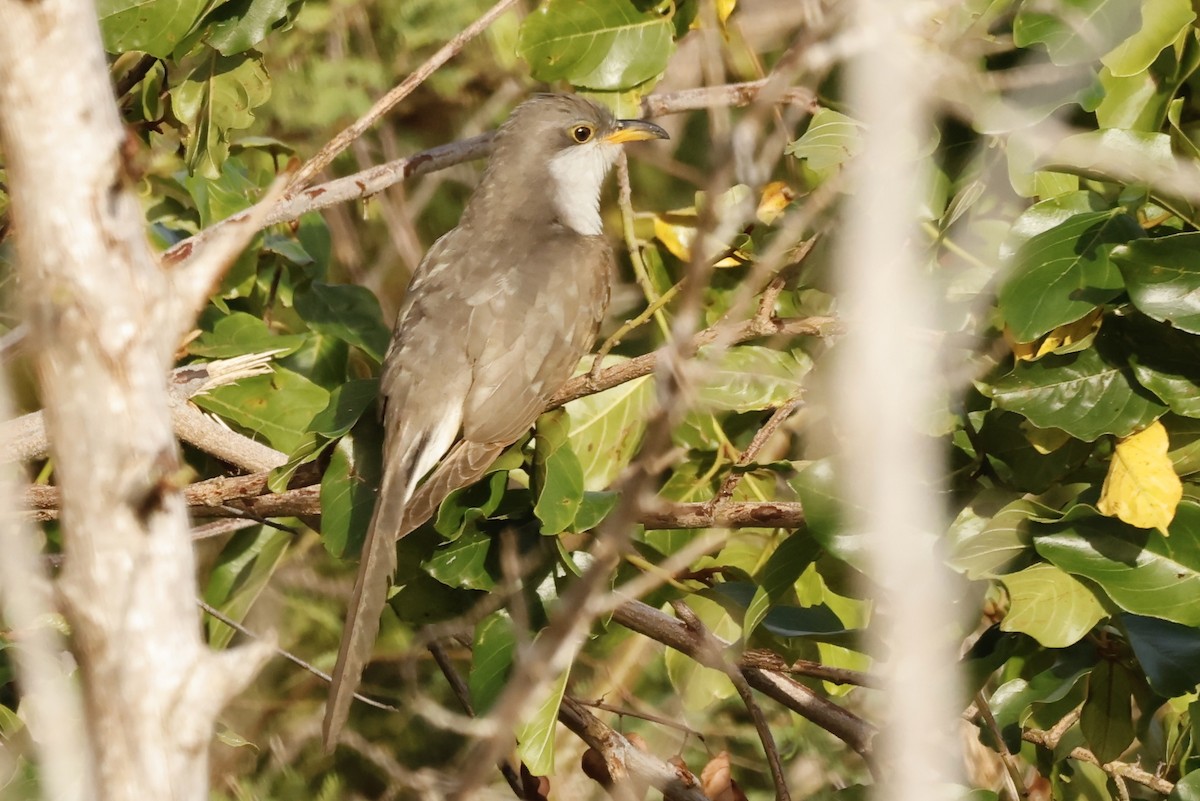 קוקיה צהובת-מקור - ML645178165