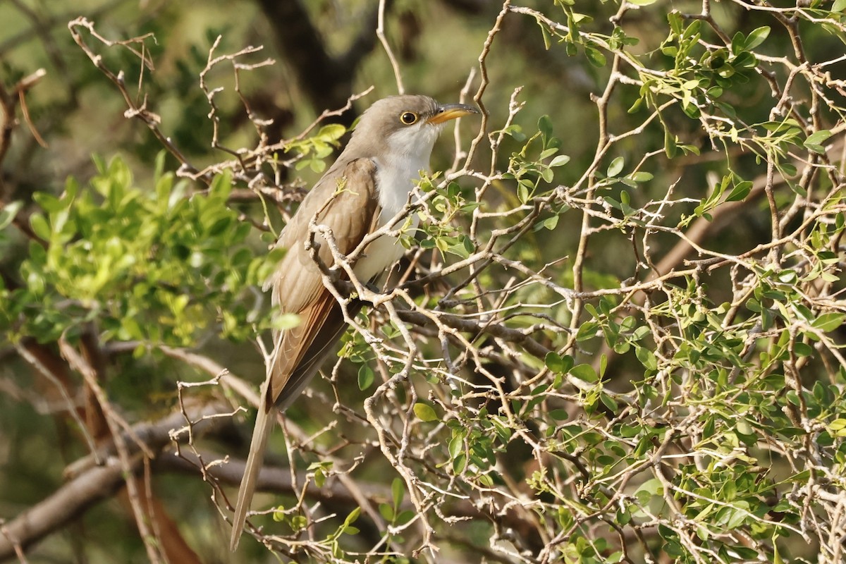 קוקיה צהובת-מקור - ML645178166