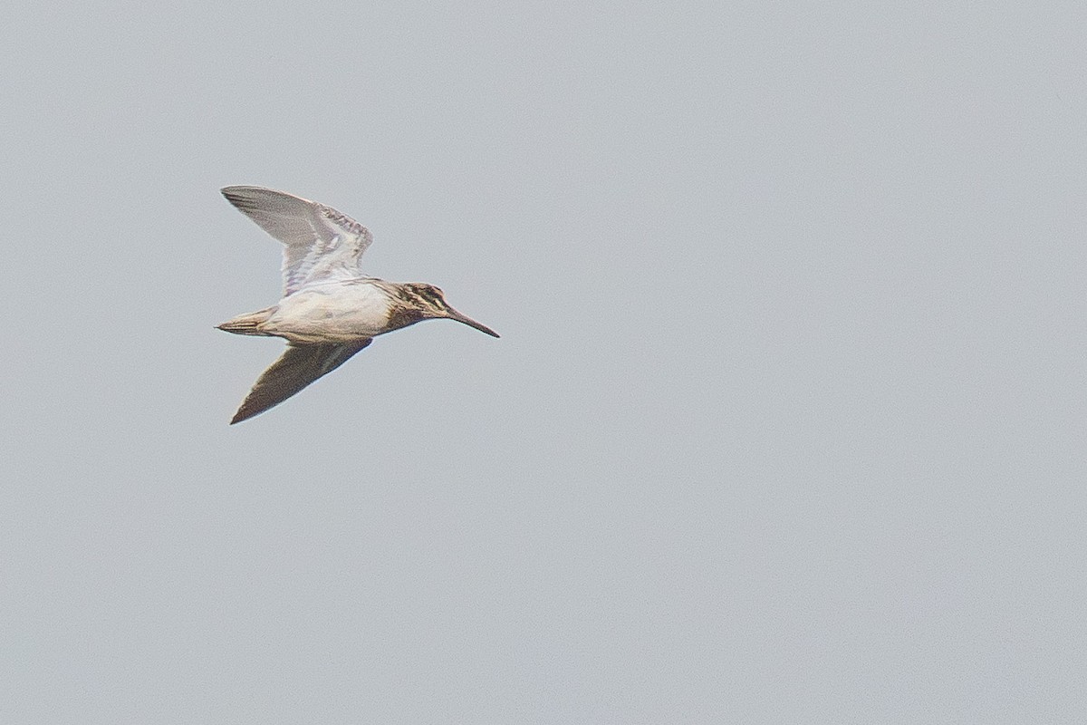 Jack Snipe - ML645178170