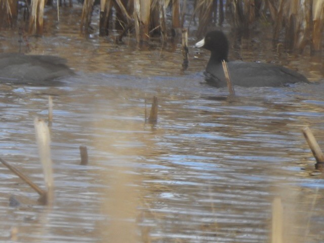 Лиска американська - ML645178176