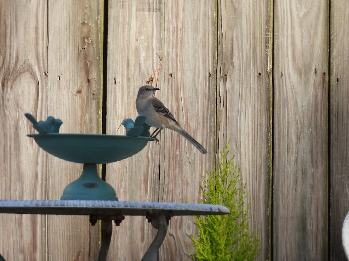 Пересмішник багатоголосий - ML645178177