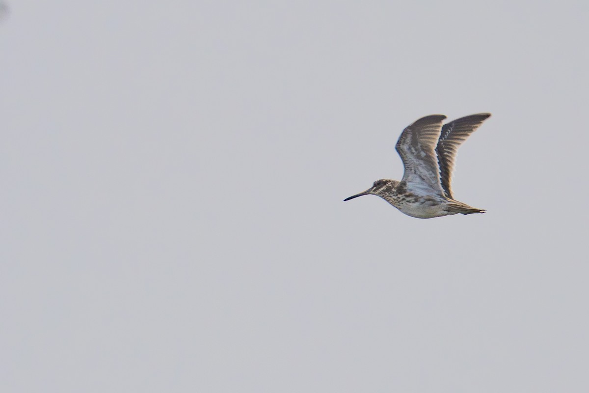 Jack Snipe - ML645178183